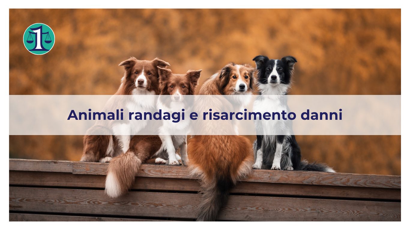 <strong> Il danno provocato da animale randagio: chi risarcisce il danneggiato?